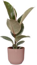 Ficus 'Tineke' in ELHO Vibes Fold sierpot (delicaat roze) ↨ 30cm - hoge kwaliteit planten