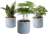 Trio miniplanten in Laos keramiek (blauw) ↨ 20cm - 3 stuks - hoge kwaliteit planten