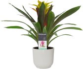 Decorum Guzmania Fancy in ELHO ® Vibes Fold Rond (zijde wit) ↨ 40cm - planten - binnenplanten - buitenplanten - tuinplanten - potplanten - hangplanten - plantenbak - bomen - plante