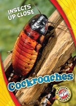 Insects Up Close - Cockroaches