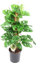 Monstera Monkey Leaf met mosstok - Hoogte ↕ 65cm - Pot ∅ 16cm