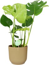 Monstera Deliciosa in sierpot Vibes - Geel - Hoogte ↕ 76cm - Pot ∅ 22cm