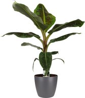 Musa Dwarf (Bananenplant) in sierpot antraciet - Hoogte ↕ 80cm - Pot ∅ 22cm