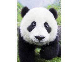 Wizardi Diamond Painting Curious Panda WD074