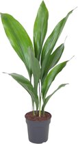 Kamerplant van Botanicly – Kwartjesplant – Hoogte: 60 cm – Aspidistra