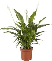 Kamerplant van Botanicly – Lepelplant  – Hoogte: 70 cm – Spathiphyllum Vivaldi