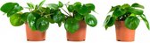 Kamerplanten van Botanicly – 3 × Pannenkoekenplant – Hoogte: 22 cm – Pilea peperomioides