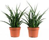 Kamerplanten van Botanicly – 2 × Vrouwentongen – Hoogte: 25 cm – Sansevieria Fernwood Punk