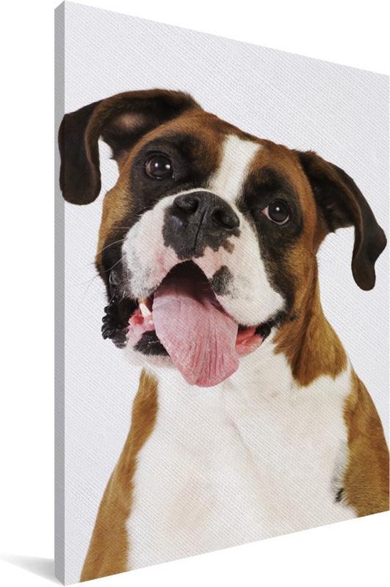 Boxer avec langue sur toile 60x90 cm - Tirage photo sur toile (Décoration murale salon / chambre) / Peintures sur toile pour Animaux domestiques