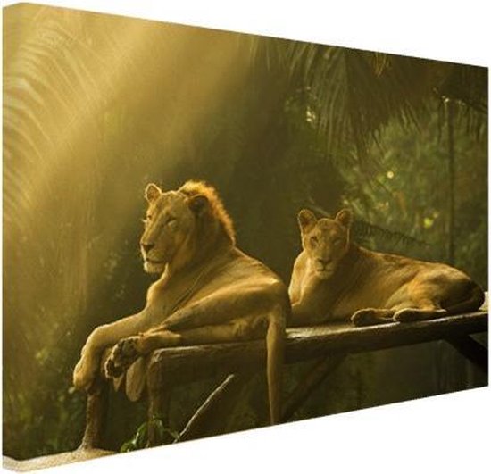 Leeuwen in de jungle Canvas 180x120 cm - Foto print op Canvas schilderij...  | bol.com