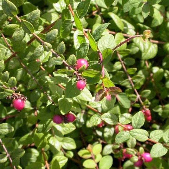 Symphoricarpos