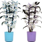 Orchideeën van Botanicly – 2 × Bamboe Orchidee – Hoogte: 50 cm, 2 takken, Paars-witte bloemen – Dendrobium Nobilé