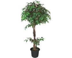 Ficus Benjamin 160 cm
