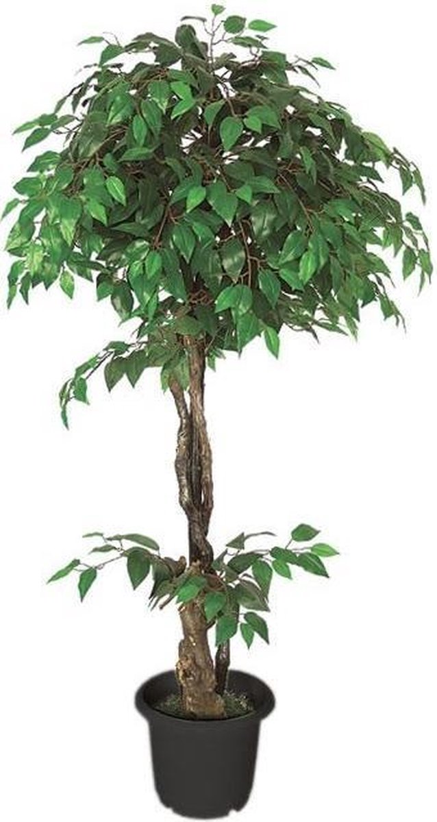 Ficus Benjamin 160 cm