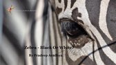 Animal Picture Books With Social & Emotional Learning 1 - Zebras - Black Or White?