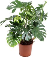 Monstera Deliciosa 90 cm