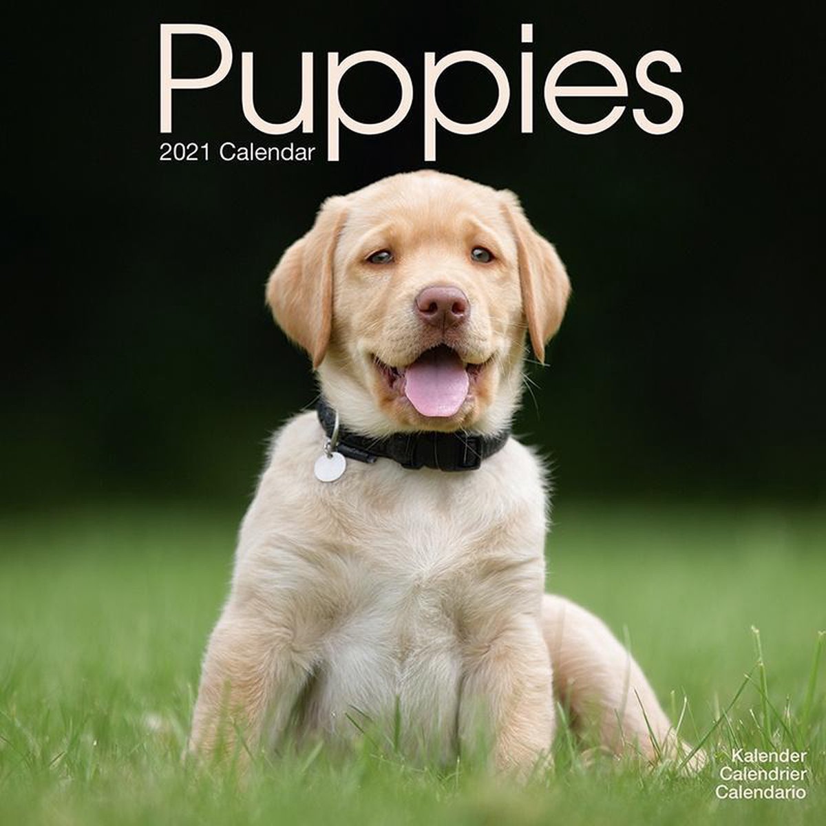Puppies Kalender 2021