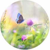 Kleurrijke vlinder| 120 x 120 CM | Dieren op plexiglas | Wanddecoratie | Dieren Schilderij | 5 mm dik Plexiglas muurcirckel