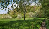 Fotobehang Fruitbomen zuid-limburg 350 x 260 cm