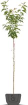 Japanse sierkers | Prunus serrulata Kanzan | Stamomtrek: 4-6 cm | Stamhoogte: 150 cm