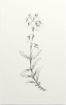 Zonneroosje zwart-wit Schets (Rock Rose) - Foto op Forex - 80 x 120 cm