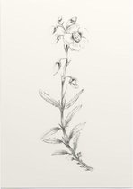 Zonneroosje zwart-wit Schets (Rock Rose) - Foto op Posterpapier - 29.7 x 42 cm (A3)
