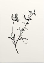 Veldlathyrus zwart-wit (Meadow Vetchling) - Foto op Posterpapier - 42 x 59.4 cm (A2)