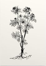Herfstadonis zwart-wit (Pheasents Eye) - Foto op Posterpapier - 29.7 x 42 cm (A3)