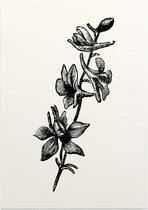 Ridderspoor zwart-wit (Larkspur) - Foto op Posterpapier - 29.7 x 42 cm (A3)
