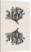 Minuartia Sedoides zwart-wit (Mossy Cyphel) - Foto op Canvas - 100 x 150 cm