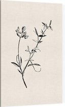 Veldlathyrus zwart-wit (Meadow Vetchling) - Foto op Canvas - 60 x 90 cm