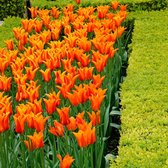 18x Tulipa 'Ballerina' - Tulpenbollen - Oranje mix - Winerhard - 18 bloembollen