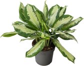 Aglaonema Silver Moon 60 cm