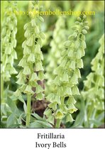 Bloembollen - Fritillaria Ivory Bells - 1 bol maat 24/+