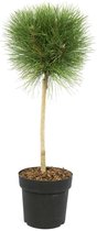 Boom van Botanicly – Pinus Summer Breeze – Hoogte: 75 cm