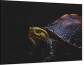 Schildpad op zwarte achtergrond - Foto op Canvas - 60 x 40 cm