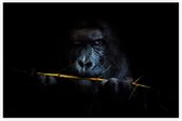 Gorilla met bamboe op zwarte achtergrond - Foto op Akoestisch paneel - 225 x 150 cm