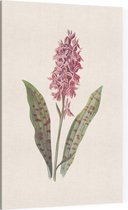 Orchis (Orchis) - Foto op Canvas - 60 x 90 cm