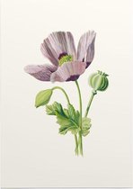 Slaapbol (Opium Poppy) - Foto op Posterpapier - 42 x 59.4 cm (A2)