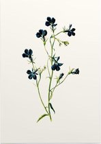Tuinlobelia (Blue Lobelia White) - Foto op Posterpapier - 42 x 59.4 cm (A2)