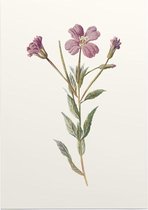 Harig Wilgenroosje (Greater Willow Herb) - Foto op Posterpapier - 29.7 x 42 cm (A3)