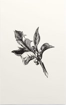 Ilex Opaca zwart-wit (Holly Berries) - Foto op Forex - 30 x 45 cm