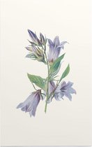 Ruig Klokje (Nettle Leaved Bellflower) - Foto op Forex - 60 x 90 cm