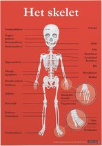 Educatieve poster (Posterpapier) - Biologie het skelet - 29.7 x 42 cm (A3)