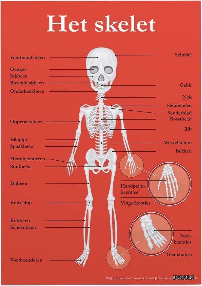 Jet faillissement bekennen Educatieve poster (Posterpapier) - Biologie het skelet - 29.7 x 42 cm (A3)  | bol.com