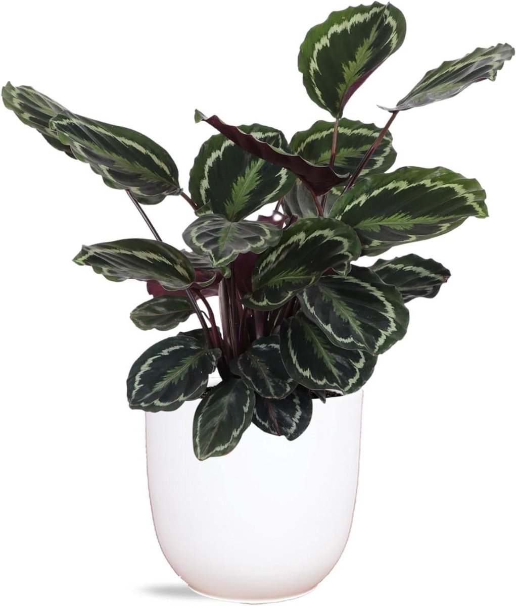 Kamerplant Medaillon - Grote plant - Interieur verfraaien - Opvallend bladpatroon - Ø21cm pot - Groen Paars