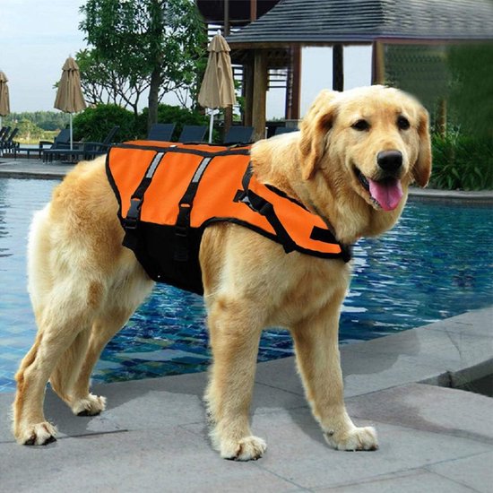 Gouden retriever op zwembadrand in oranje reddingsvest met zwarte onderkant en reflecterende banden.