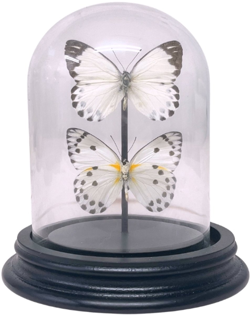 Opgezette vlinders - Belenois Calypso (2) in glazen stolp 9x 12 cm - Geprepareerde vlinders/ insecten Decoratie - Demuseumwinkel.com