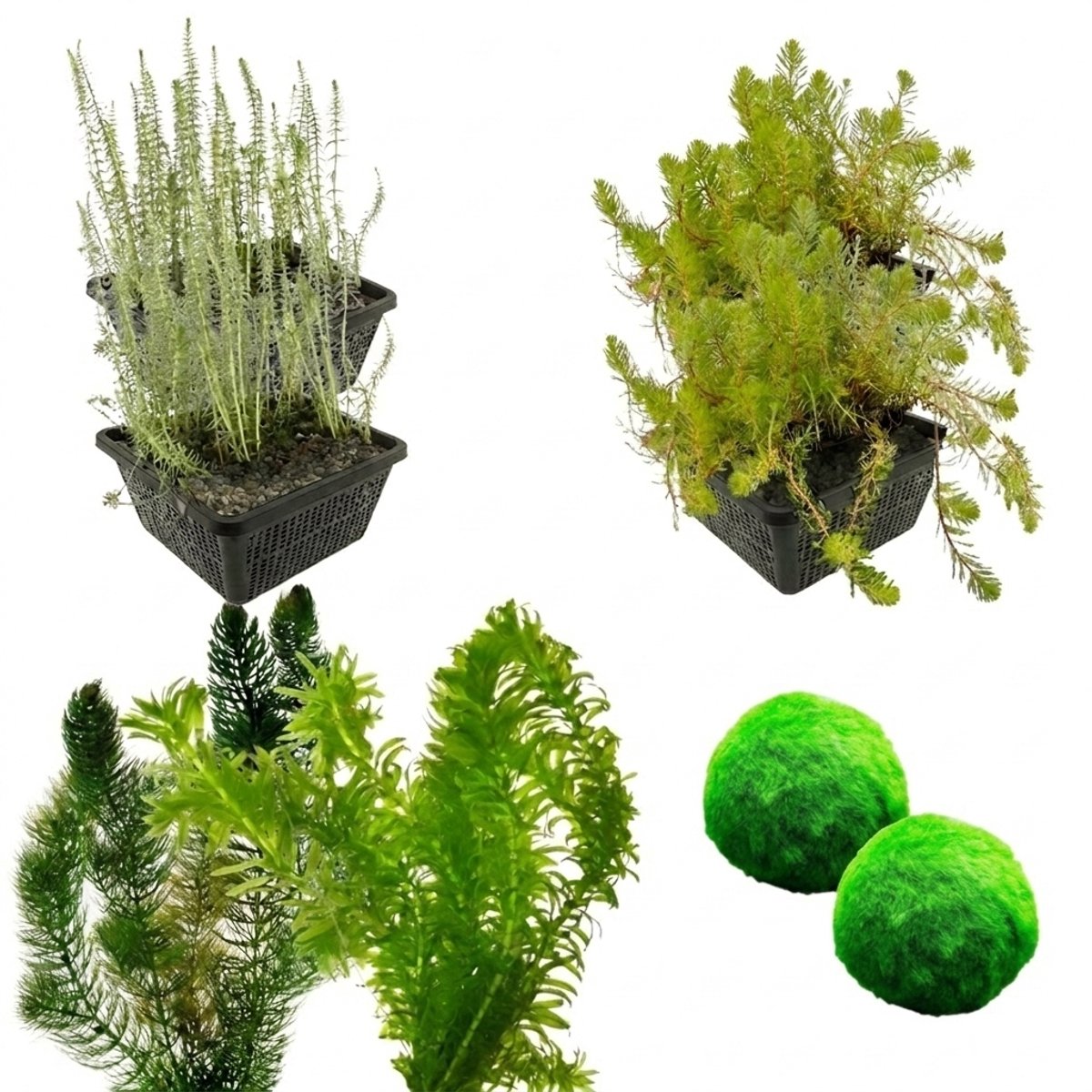 vdvelde.com - Zuurstofplanten pakket 3.500-6.000L vijver - Helder water - Anti alg - Winterhard - Biologisch gekweekt - Complete set met vijvermandjes, klei, voeding & beplantingsadvies