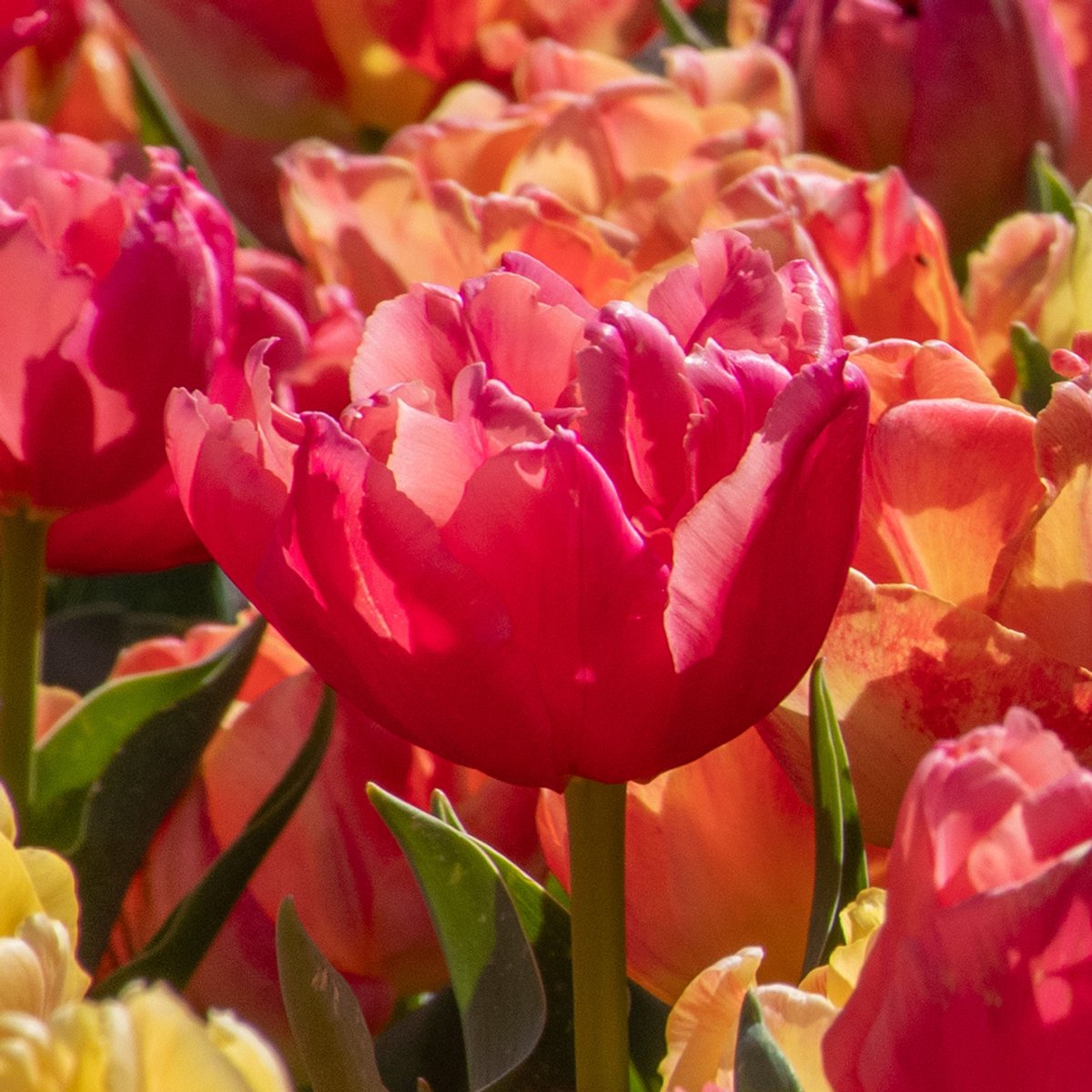 Tulp Pink Symbiose | 10 stuks | Dubbel vroeg | Roze | Tulpenbollen